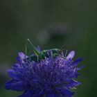 Grashüpfer auf Blume