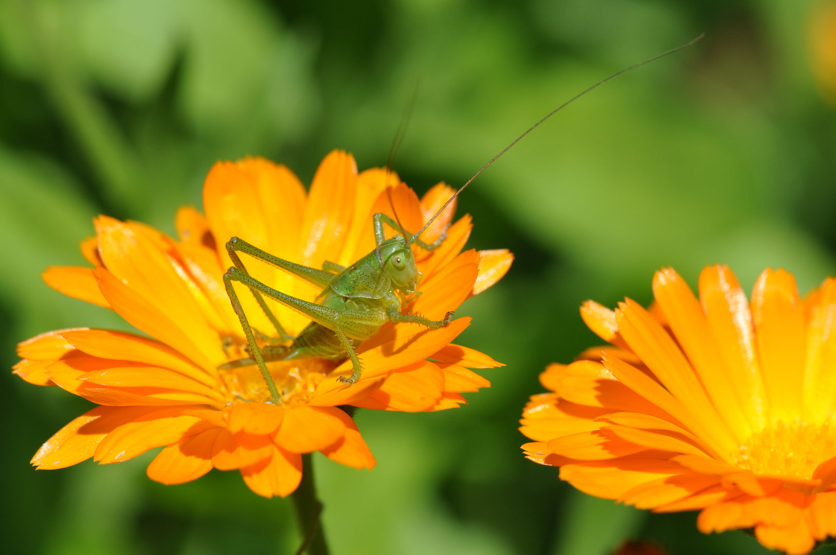 Grashüpfer auf Blume