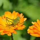 Grashüpfer auf Blume