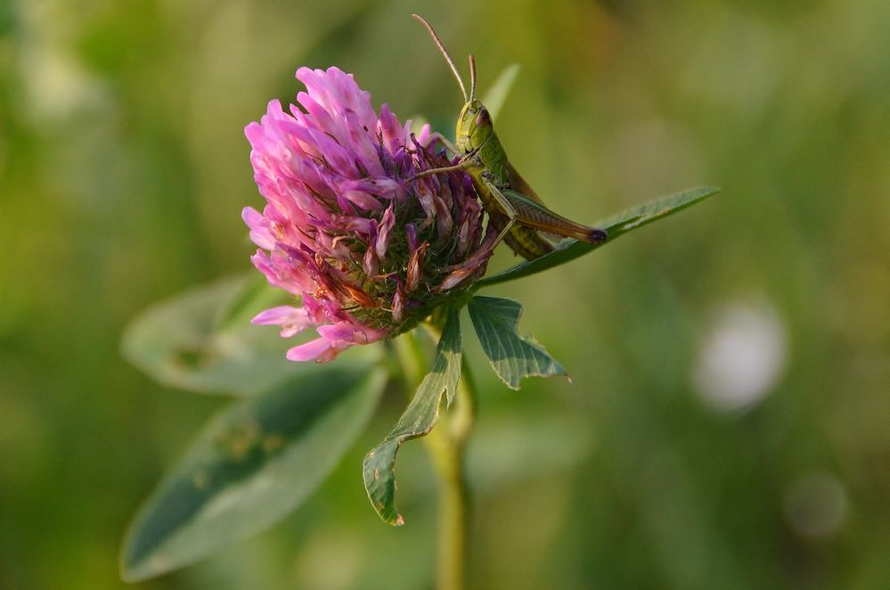 Grashüpfer auf der Rotkleeblüte