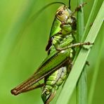 Grashüpfer auf der Wiese