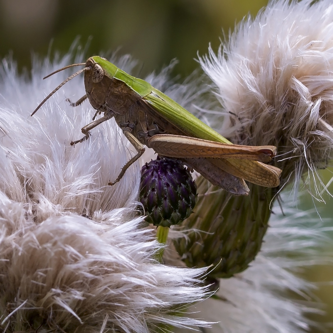 Grashüpfer auf Distel