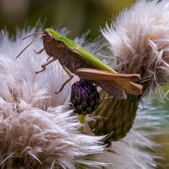 Grashüpfer auf Distel