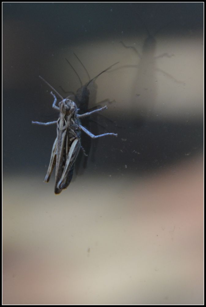 Grashüpfer auf Fensterscheibe