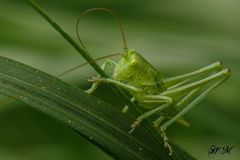 Grashüpfer auf Flaschenputzer-Gras