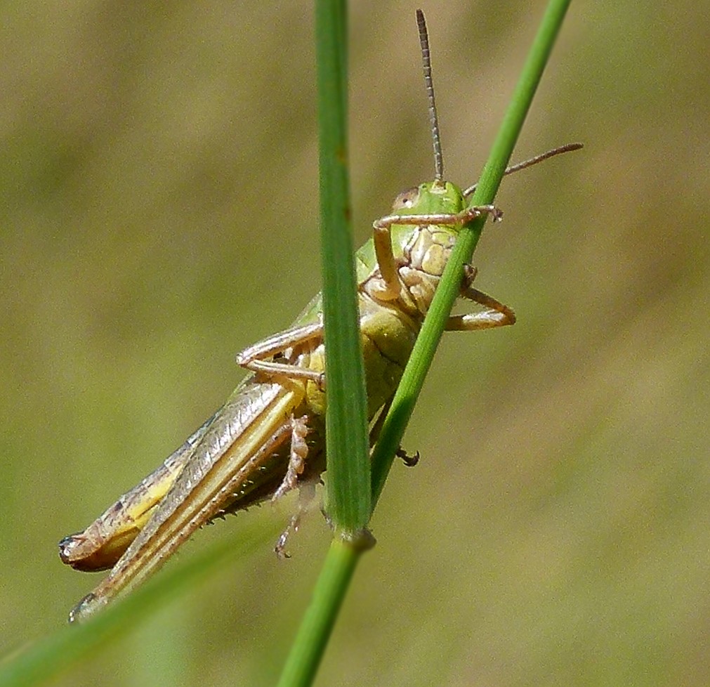 Grashüpfer auf Grashalm