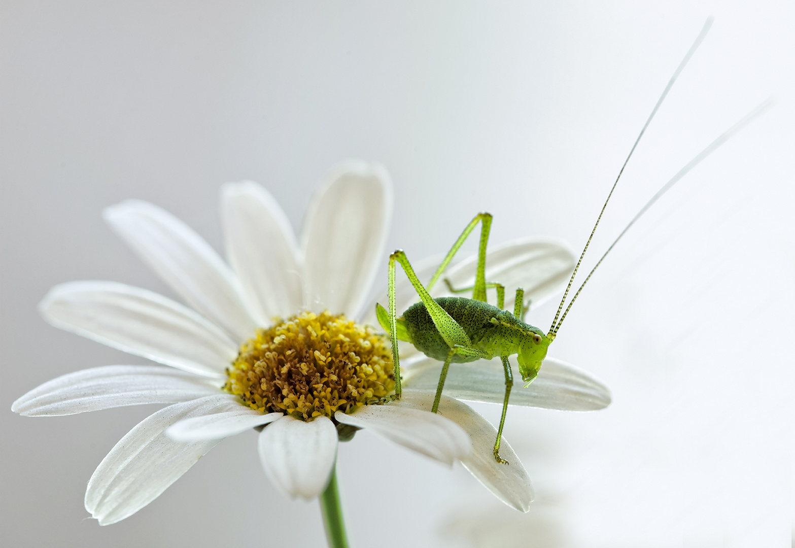  Grashüpfer auf Margarite 