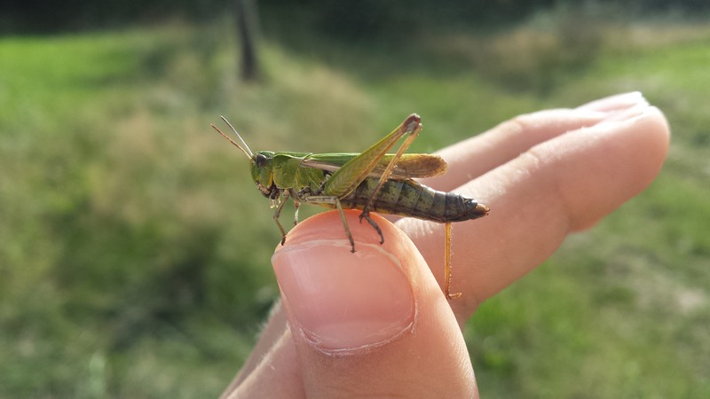 Grashüpfer auf meiner Hand