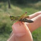 Grashüpfer auf meiner Hand