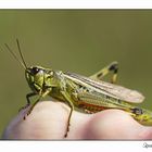 Grashüpfer auf meiner Hand :-)