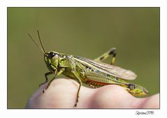 Grashüpfer auf meiner Hand :-)