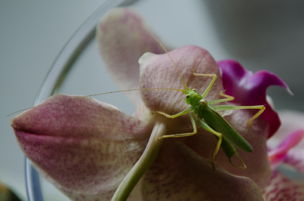 Grashüpfer auf Orchidee