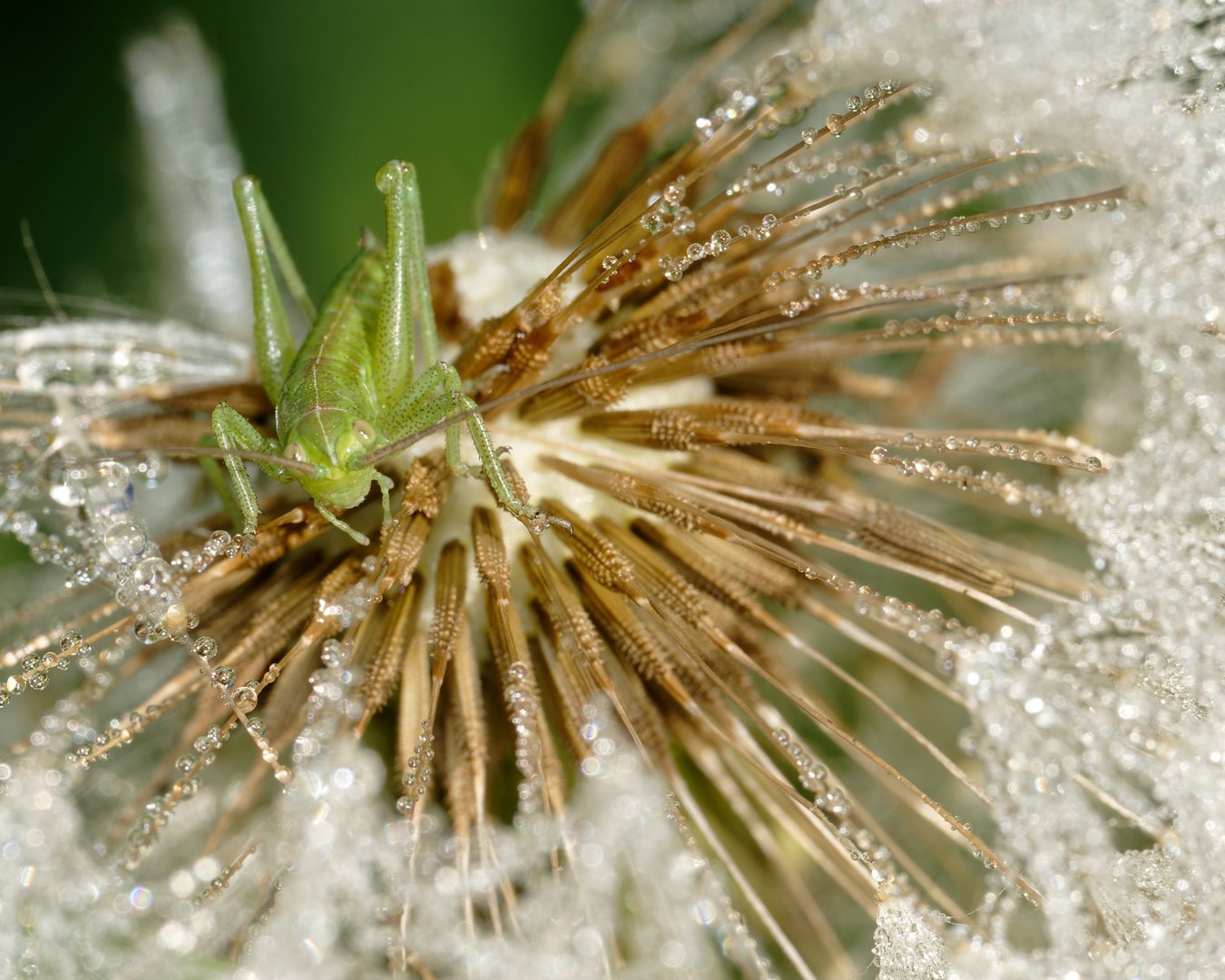 Grashüpfer auf Pusteblume