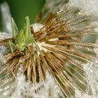 Grashüpfer auf Pusteblume