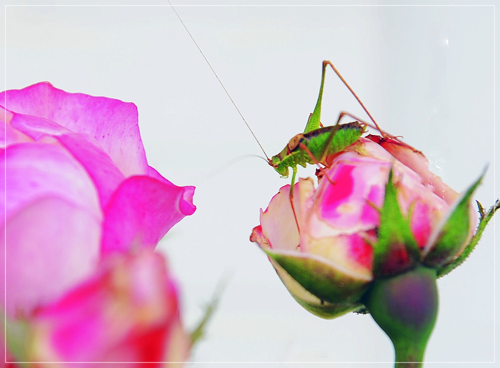 Grashüpfer auf Rose