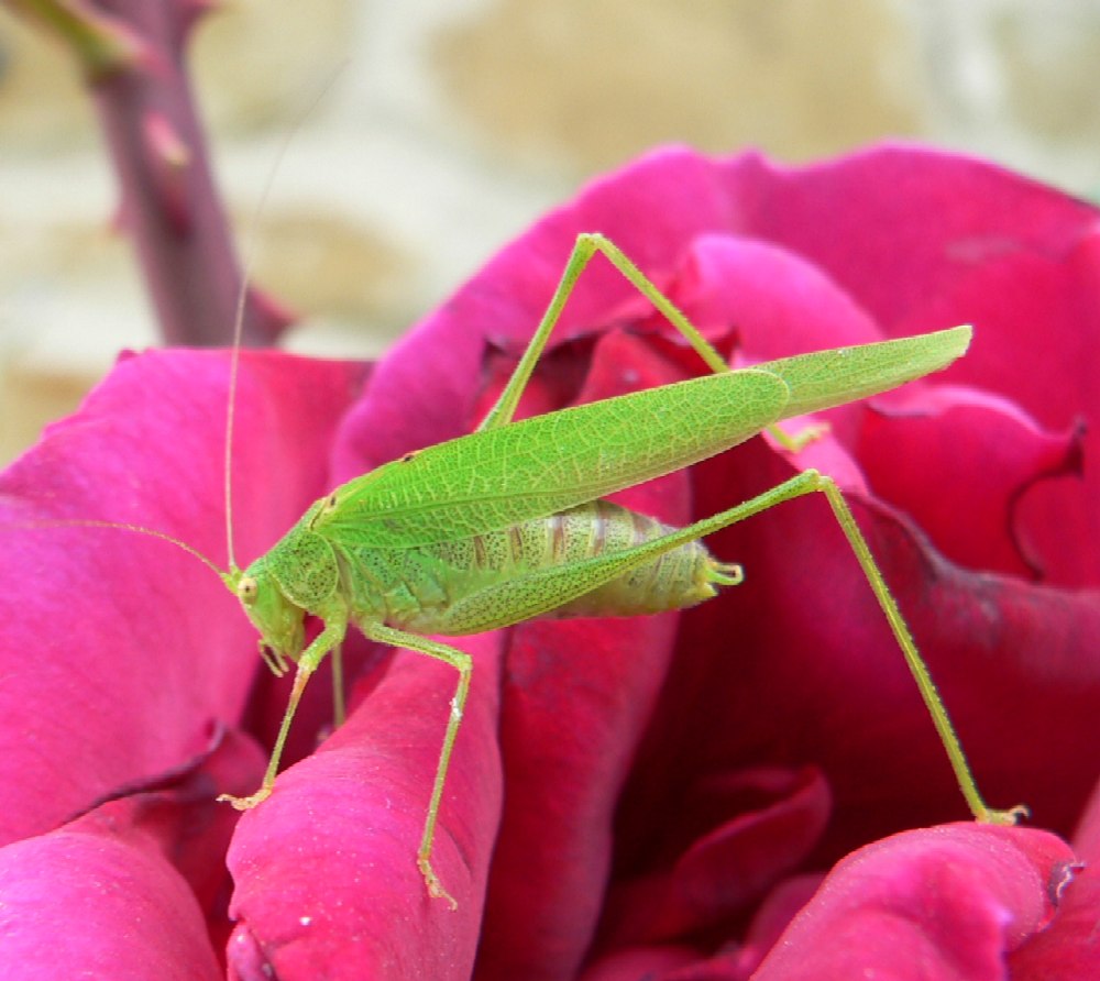 Grashüpfer auf Rose