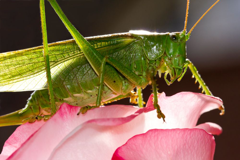 Grashüpfer auf Rose