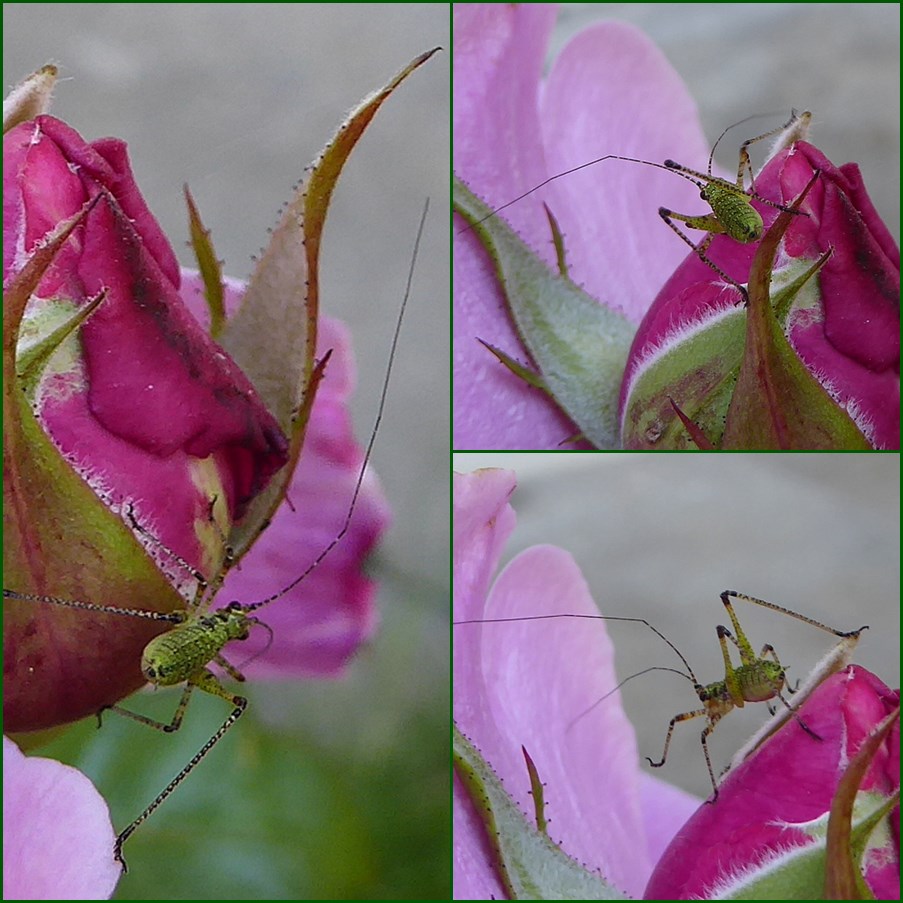 Grashüpfer auf Rosenknopse