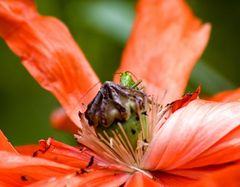 grashüpfer auf rot