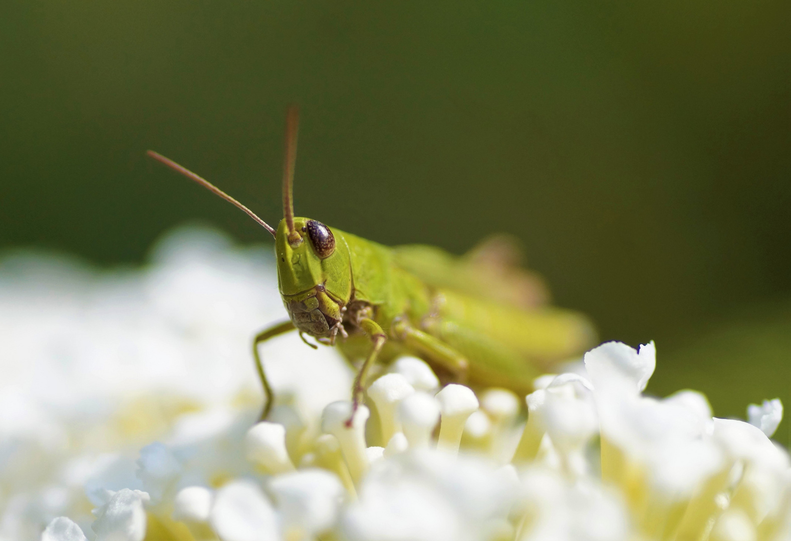 Grashüpfer auf Sommerflieder