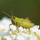 Grashüpfer auf Sommerflieder