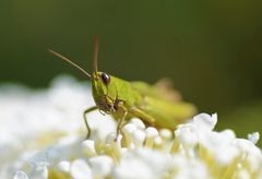 Grashüpfer auf Sommerflieder