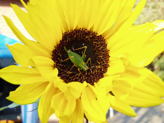 Grashüpfer auf Sonnenblume