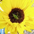 Grashüpfer auf Sonnenblume