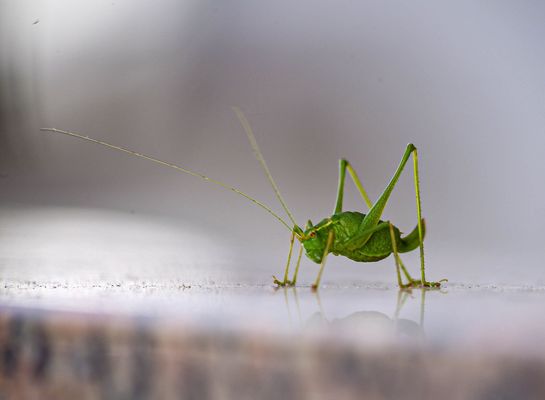 Grashüpfer auf Stein