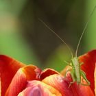 Grashüpfer auf Tulpe