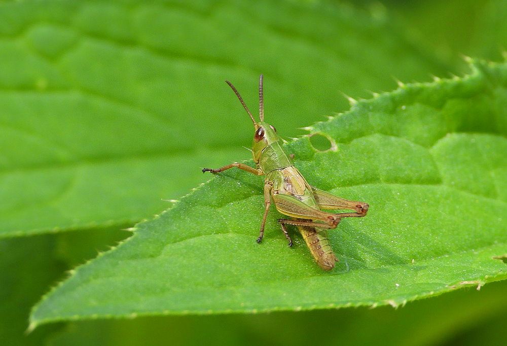 Grashüpfer auf Wanderschaft