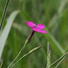 Grashüpfer auf Wiese bei Walldorf