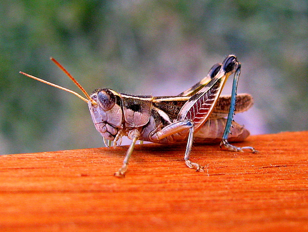 Grashüpfer aus Argentinien