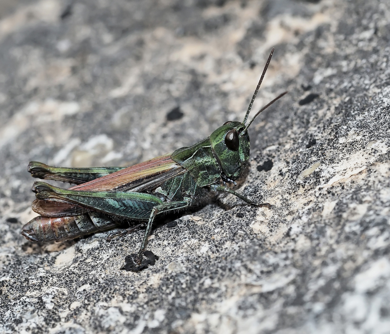 Grashüpfer aus der Chorthippus biguttulus-Gruppe. *