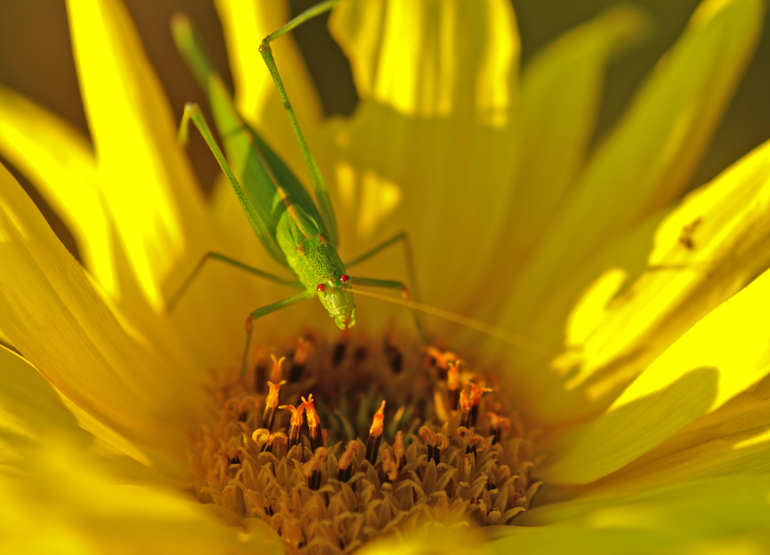 Grashüpfer aus der Nähe