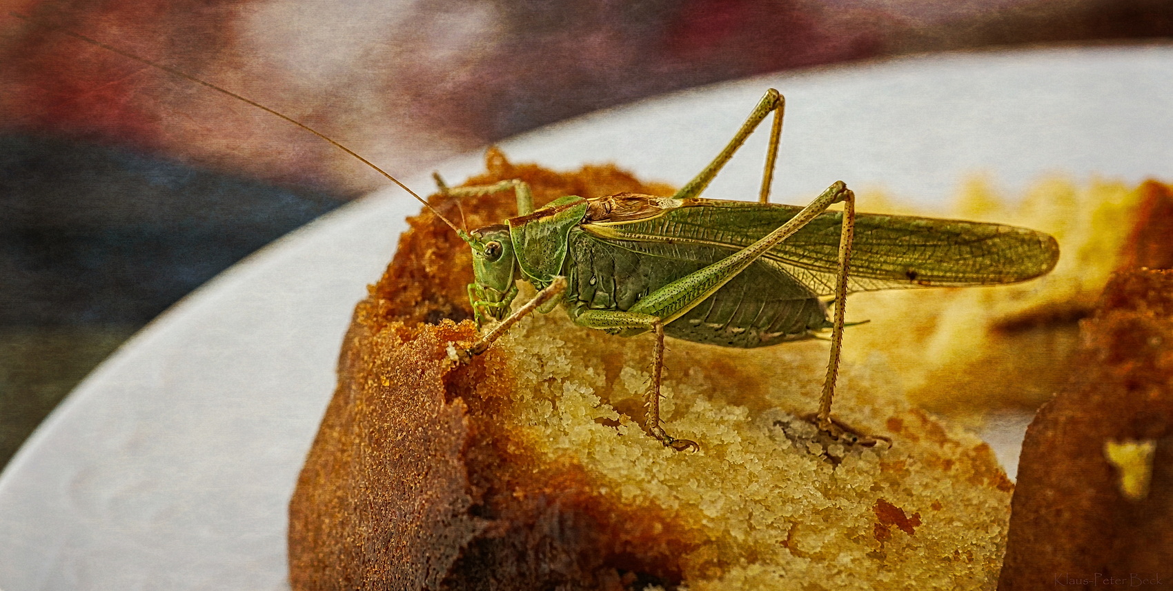 Grashüpfer aus der Nähe