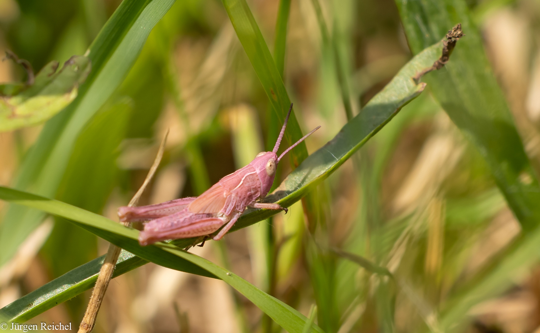 Grashüpfer