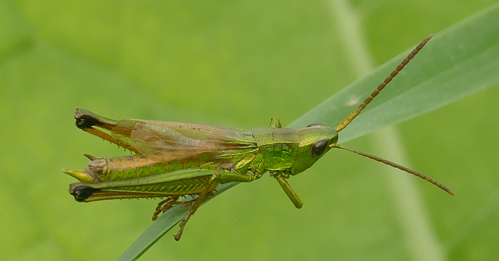 Grashüpfer