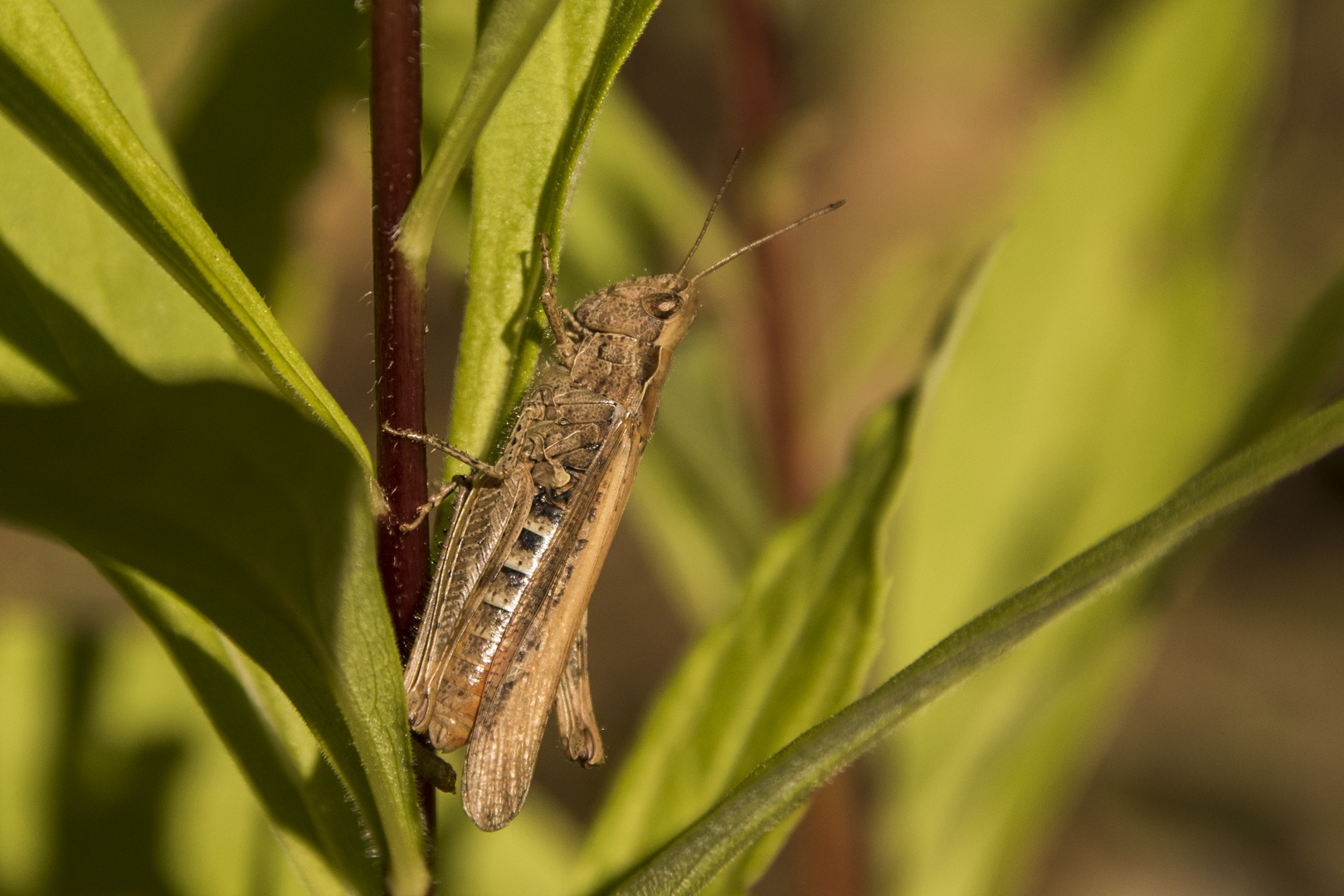 Grashüpfer