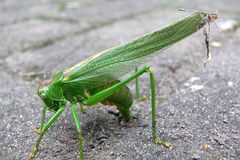 Grashüpfer bei der Eiablage