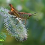 Grashüpfer bei der Morgentoilette :-)