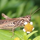 Grashüpfer beim Mittagstisch