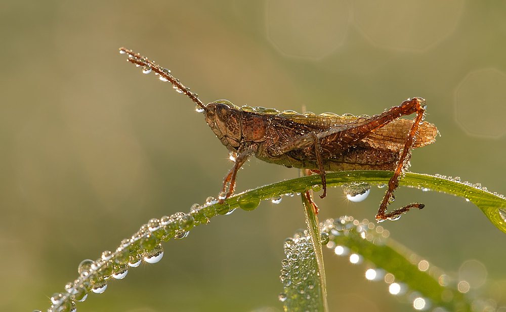 Grashüpfer beim Sonnenaufgang im Tau