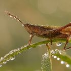 Grashüpfer beim Sonnenaufgang im Tau