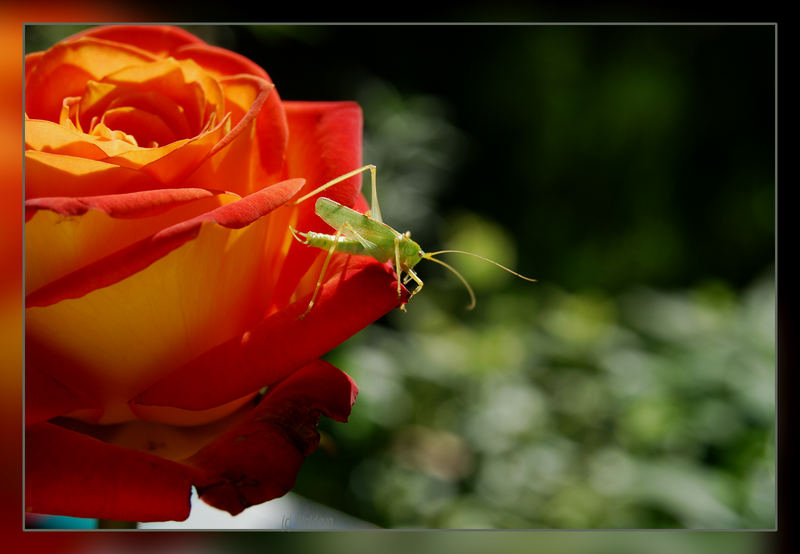 Grashüpfer besucht Rose