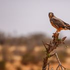 Grashüpfer-Bussard - Heuschreckenteesa