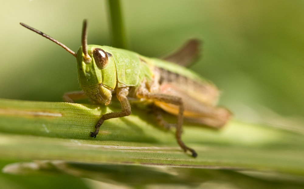 Grashüpfer