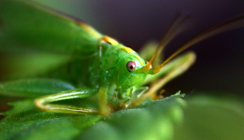 Grashüpfer