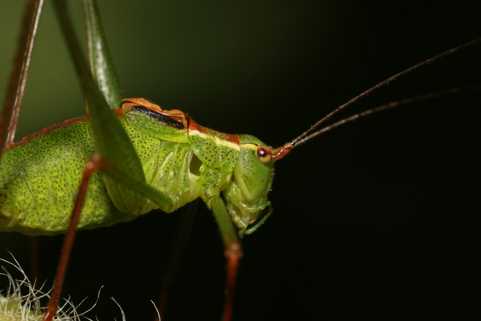 Grashüpfer