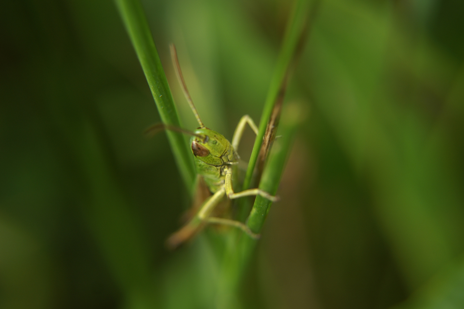 Grashüpfer